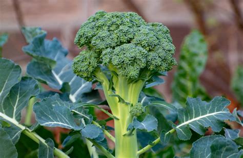 The Magic Touch: Green Broccoli Seeds for Beautiful Landscapes